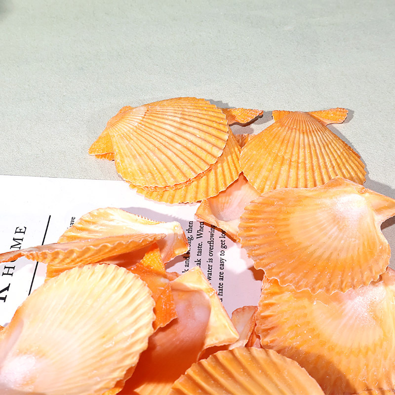 Best Yellow scallop shell fish - Marine Fish Tank ulasan dan harga