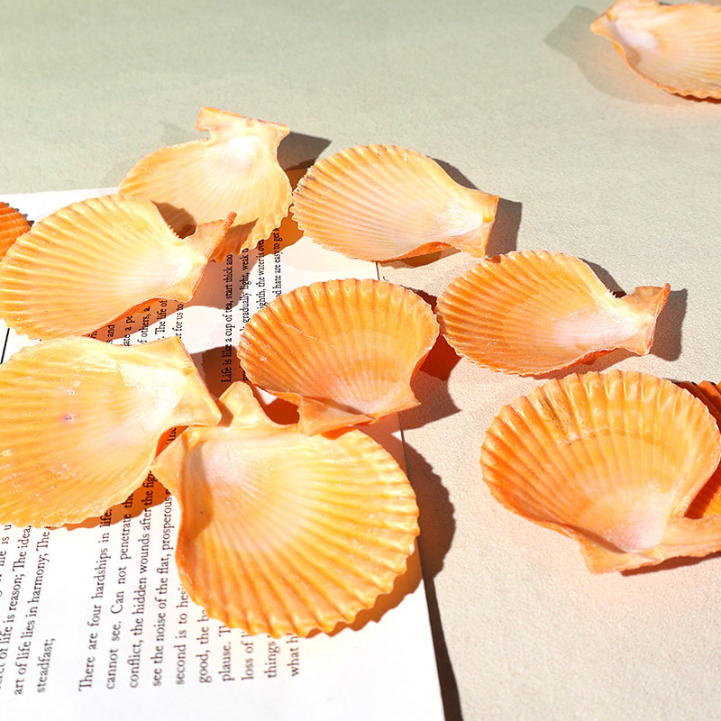 Best Yellow scallop shell fish - Marine Fish Tank ulasan dan harga