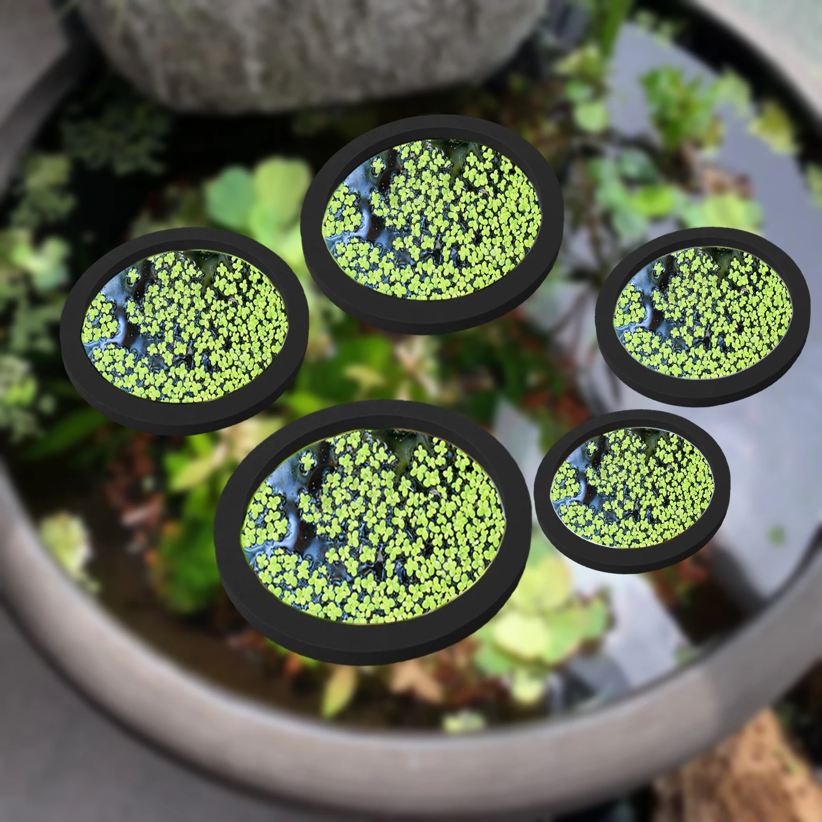 5Pcs EVA Fish Feeding Ring Aqu - Ocean Aquarium ulasan dan harga